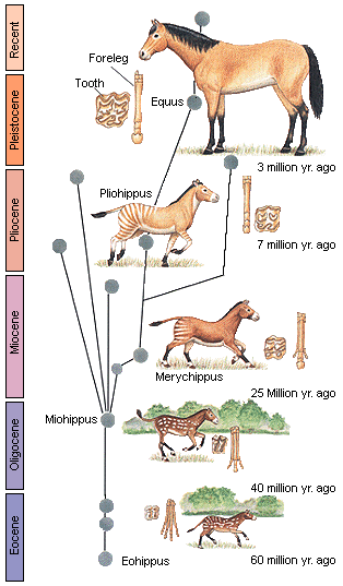 Information The Evolution Of Horses