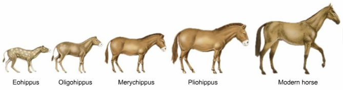 Information - tHe EVOLUTION OF HORSES